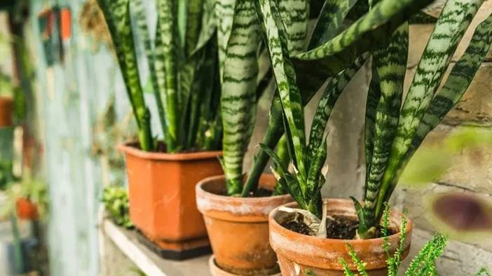 Odasında bulunduran yaşadı: Yapraklarıyla faturayı düşürüyor 6